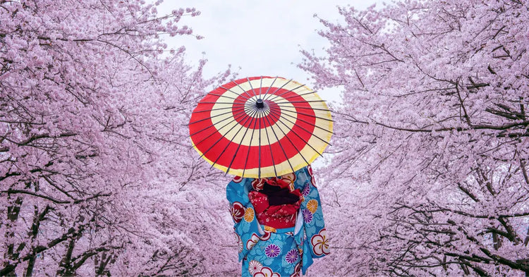 DROP SAKURA